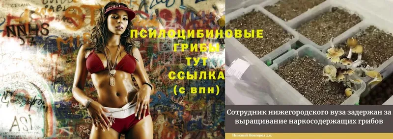 darknet клад  где продают   Бугульма  Галлюциногенные грибы Psilocybe 